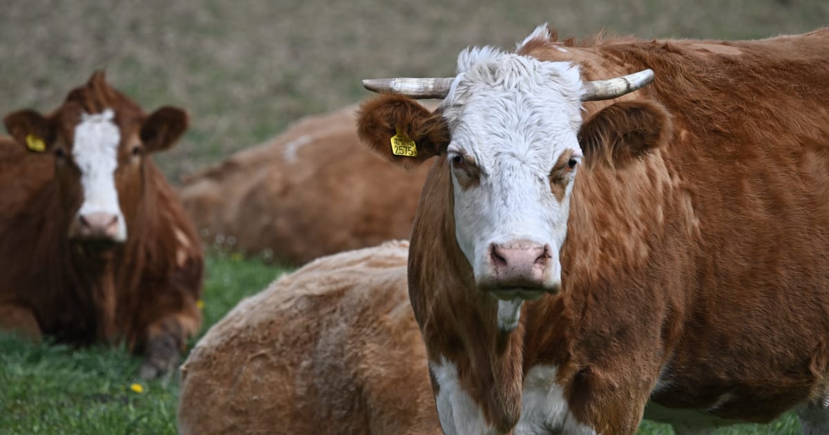 Britanicilor li se interzice sa aduca carne din UE daca poate fi aplicata