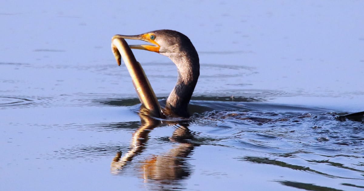 Marea Britanie post Brexit ramane refugiu sigur pentru tipari de nisip