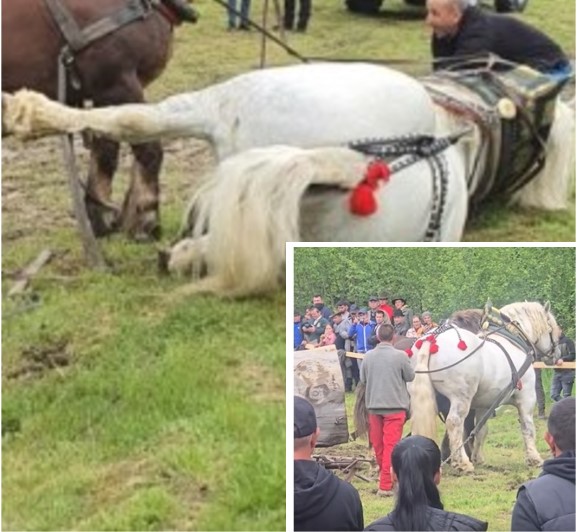 Politia a inceput o ancheta dupa moartea lui Falko