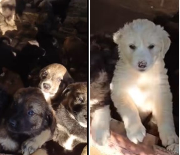 Cluj 16 catelusi in pericol salvare personala