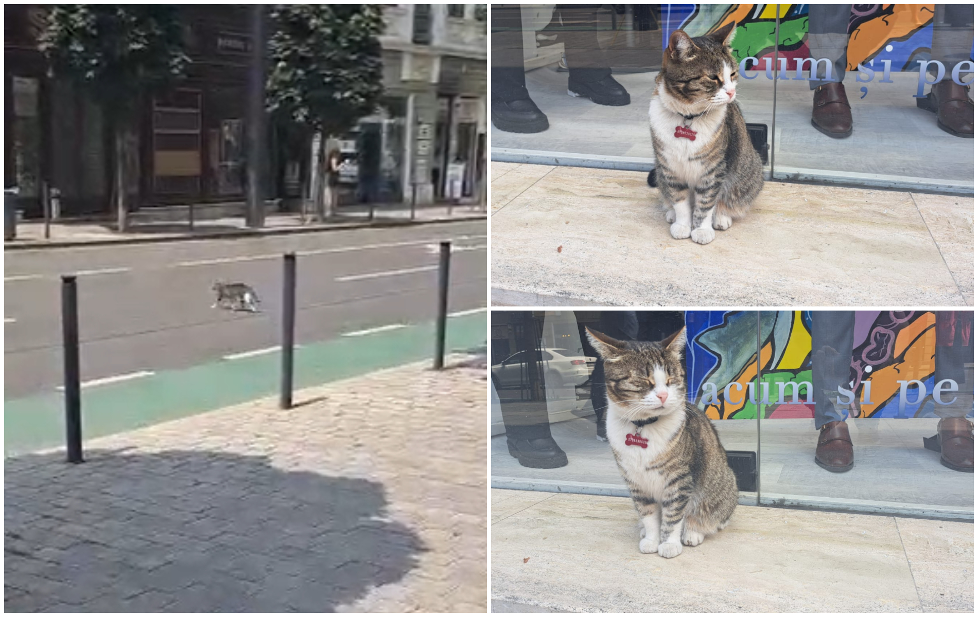 VIDEO Pisica Nina mascota cu noua vieti din Cluj