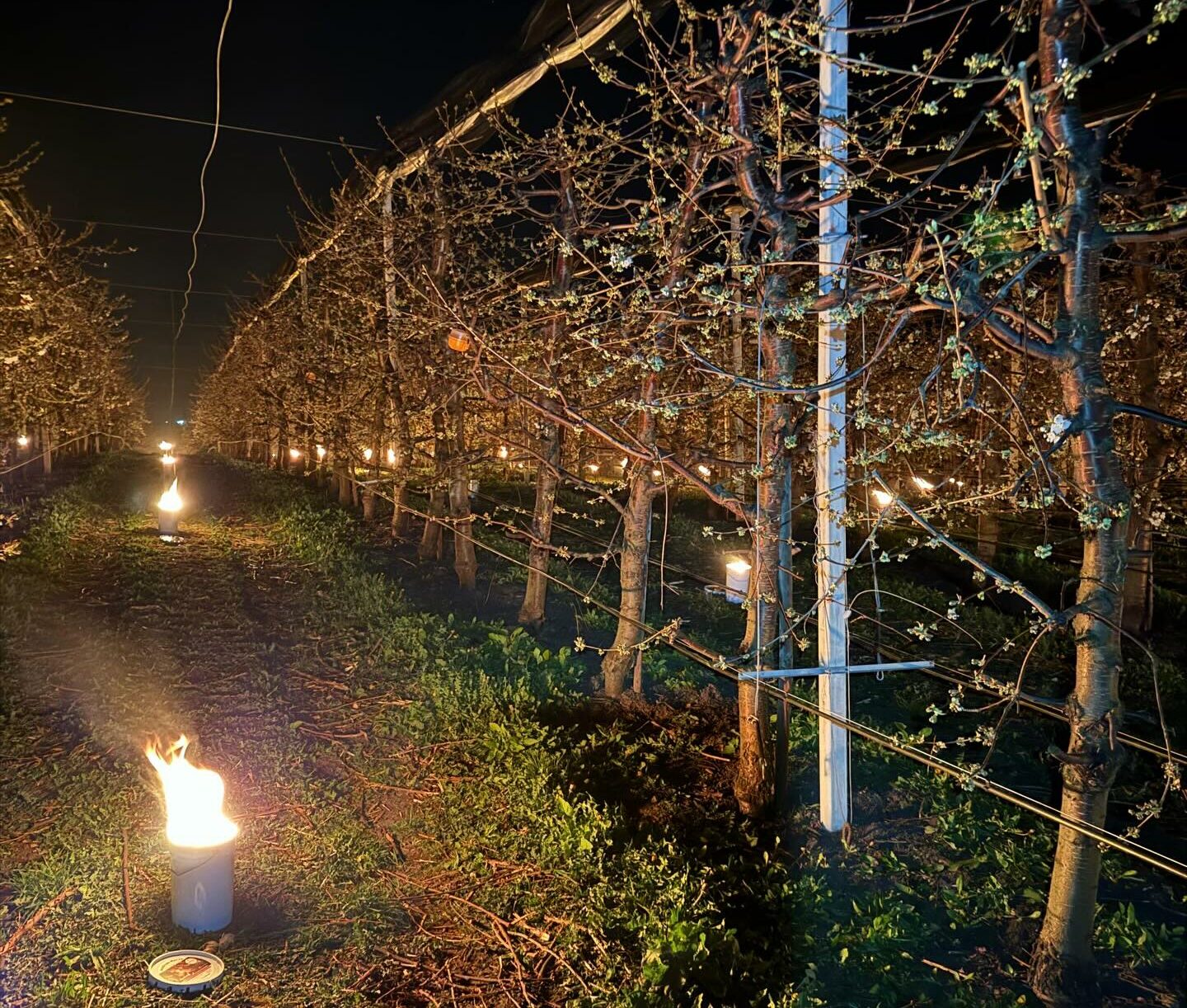 40000 de euro cheltuiti intr o noapte pentru a proteja ciresii de inghet