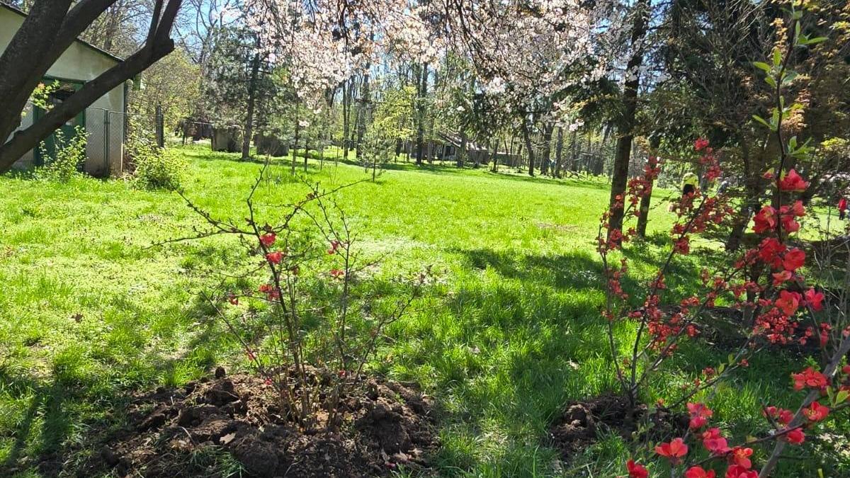 Avem cea mai mare Gradina Japoneza din Europa Imagini spectaculoase din Herastrau unde Primaria