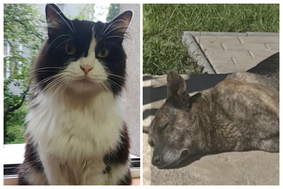 Dragi cititori ai Stirilor de Cluj sunteti extraordinari Va multumim pentru cele doua finaluri fericite catelul din Apahida si motanul Jack sau intors acasa