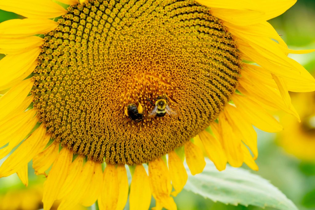 Populatiile de albine si sirfide se afla intr o scadere ingrijoratoare UE cere revenirea asupra acestei tendinte pana in 2030