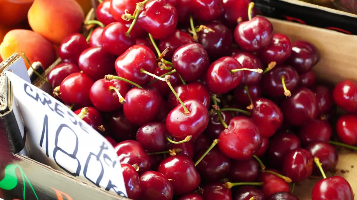 Timpul ratelor a sosit cireselle au aparut si pretul lor este de 180 de lei pe kilogram