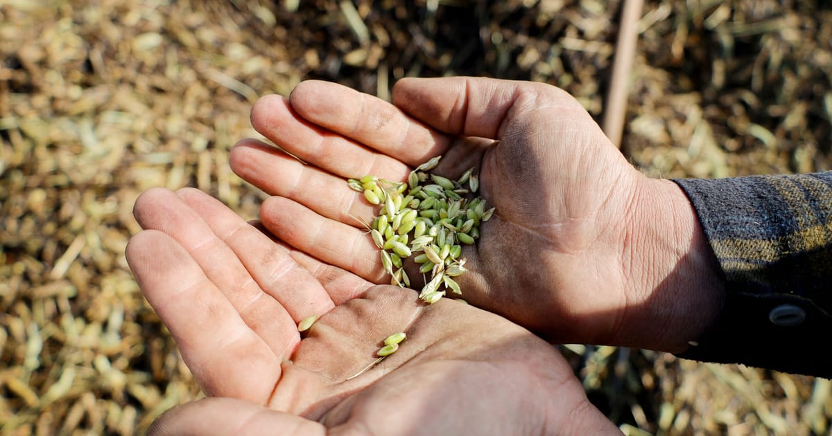 Lumea are 6 luni pentru a preveni o criza alimentara legata de Hormuz afirma ONU