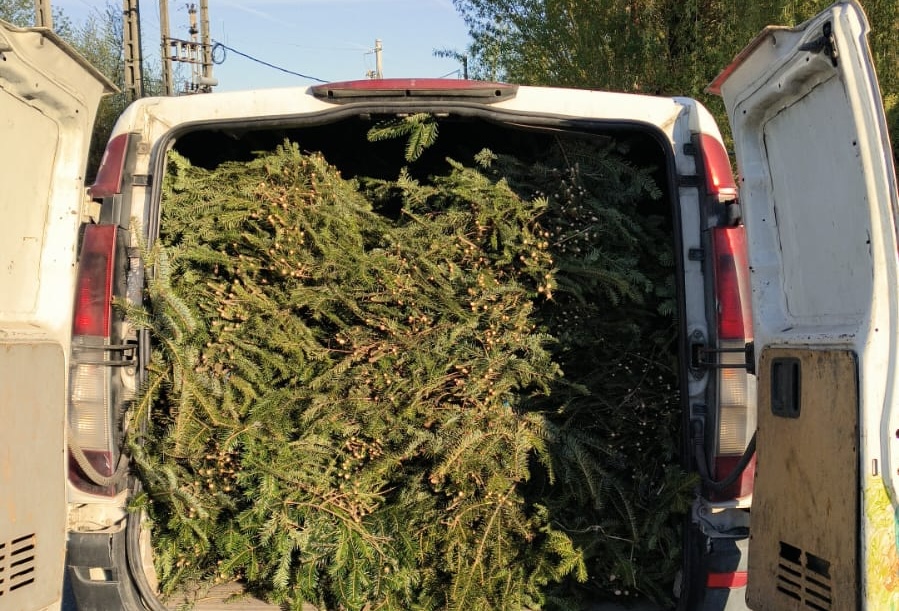 O jumatate de tona de cetina de brad confiscata pe un drum din Cluj soferul nu avea niciun document pentru incarcatura din autovehicul