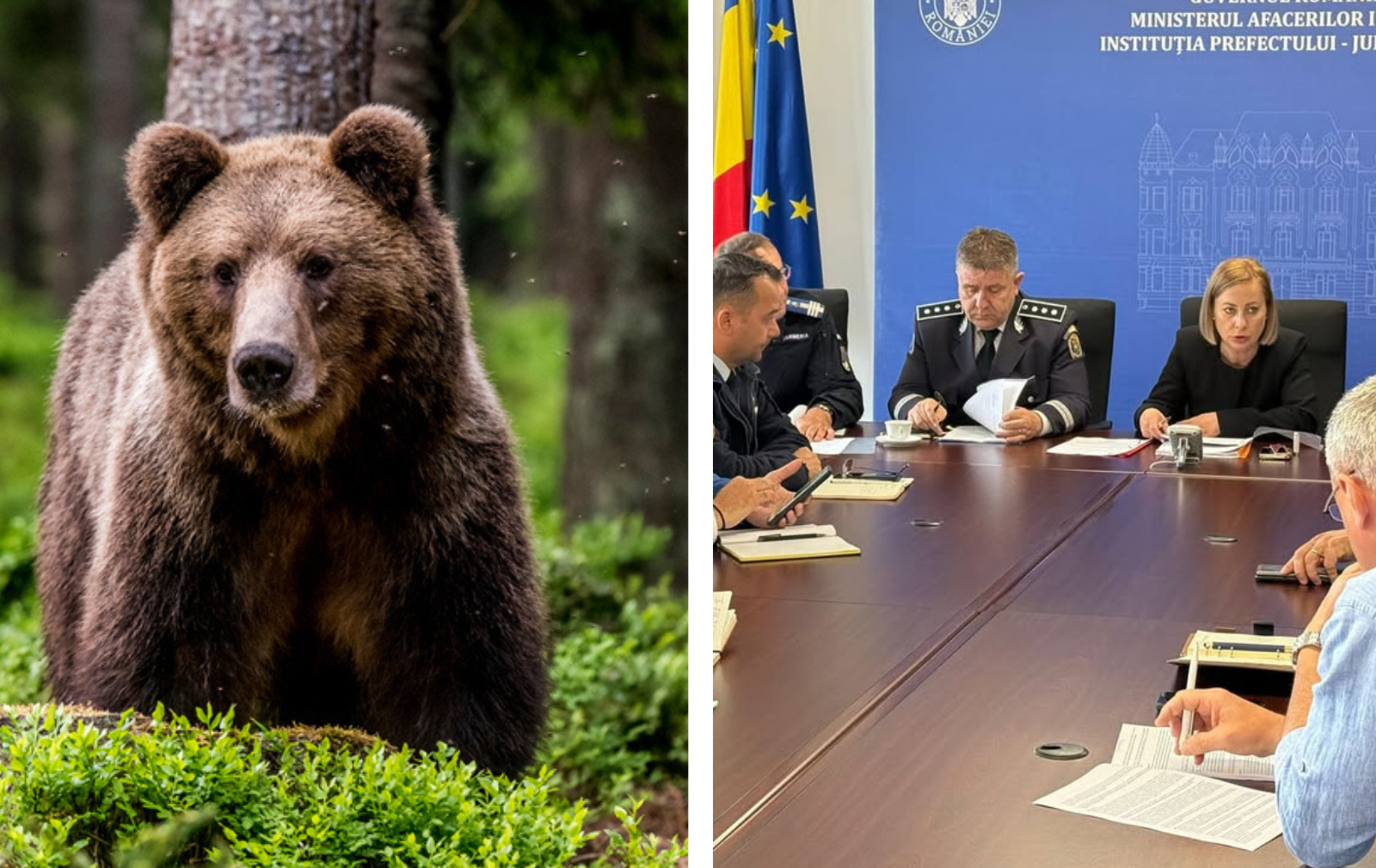 Urșii au preluat controlul asupra județului Cluj! 383 de exemplare și tot mai multe atacuri: Autoritățile recunosc că situația devine incontrolabilă. 1 Ursii au preluat controlul asupra judetului Cluj 383 de exemplare si tot mai multe atacuri Autoritatile recunosc ca situatia devine incontrolabila