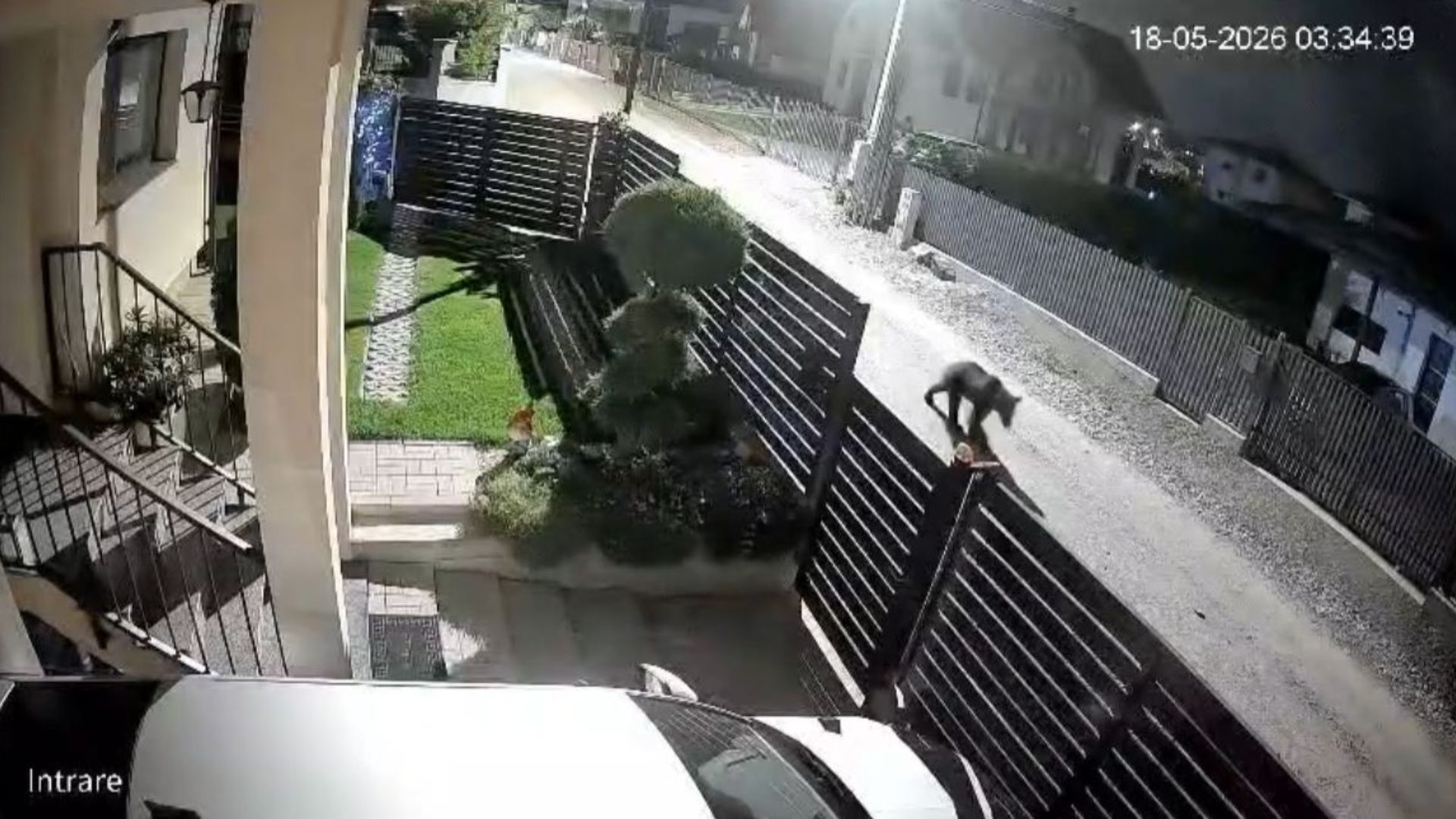 VIDEO Primarita din Apahida ii atentioneaza pe clujeni cu privire la ursul care provoaca probleme in Dezmir Au fost sesizate de urgenta mai multe institutii
