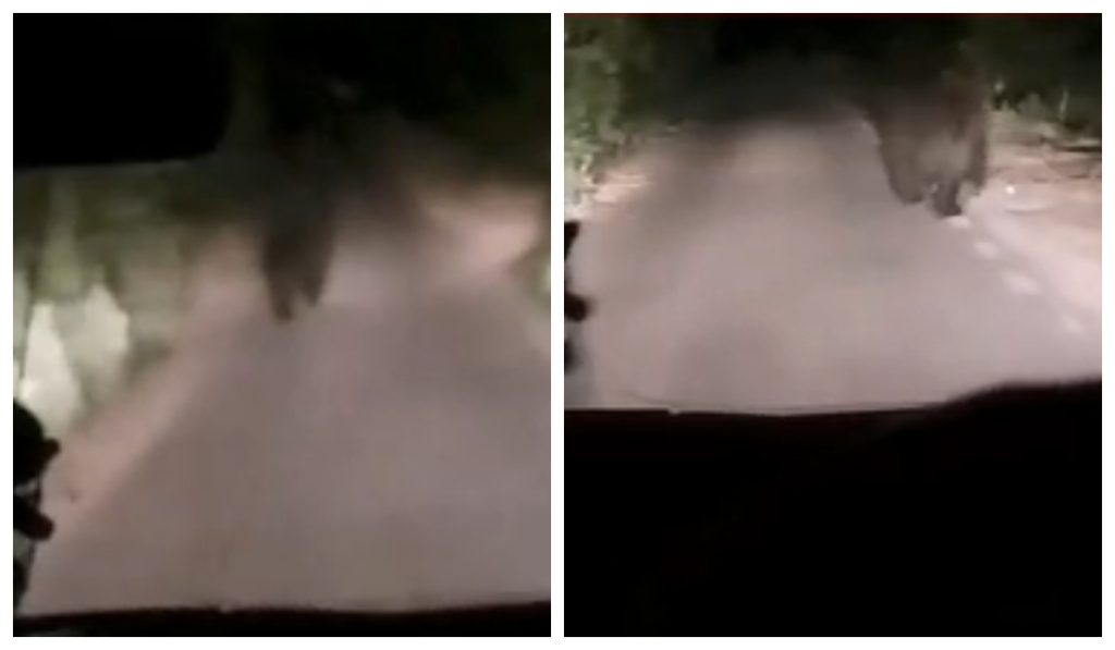 video alerta dupa aparitia unui urs in cluj un sofer s a intalnit fata in fata cu animalul salbatic