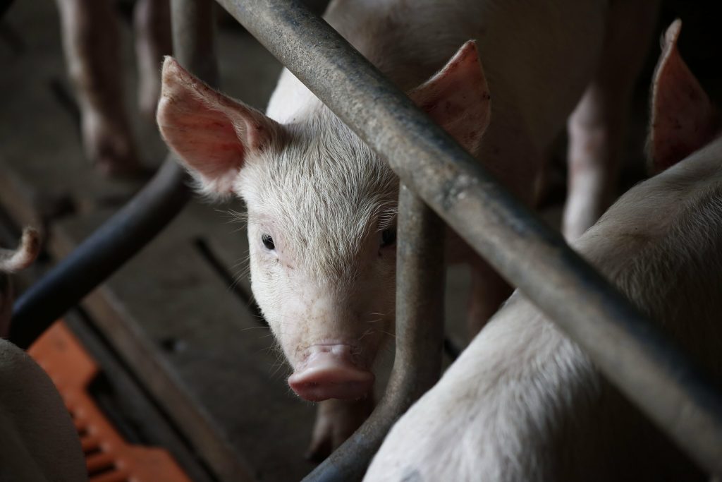 ONU lanseaza un avertisment tot mai multe antibiotice ar putea fi folosite in fermele care ne aprovizioneaza cu alimente