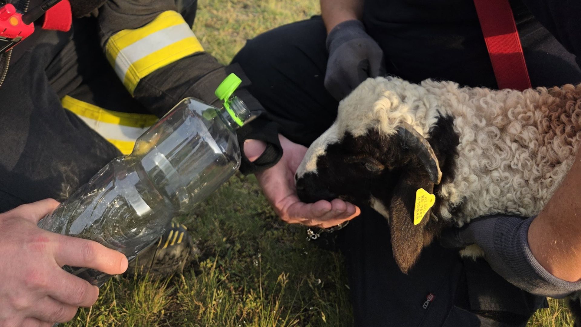 Un miel pierdut a avut parte de norocul vietii sale animalul prins intr o prapastie de peste 20 de metri